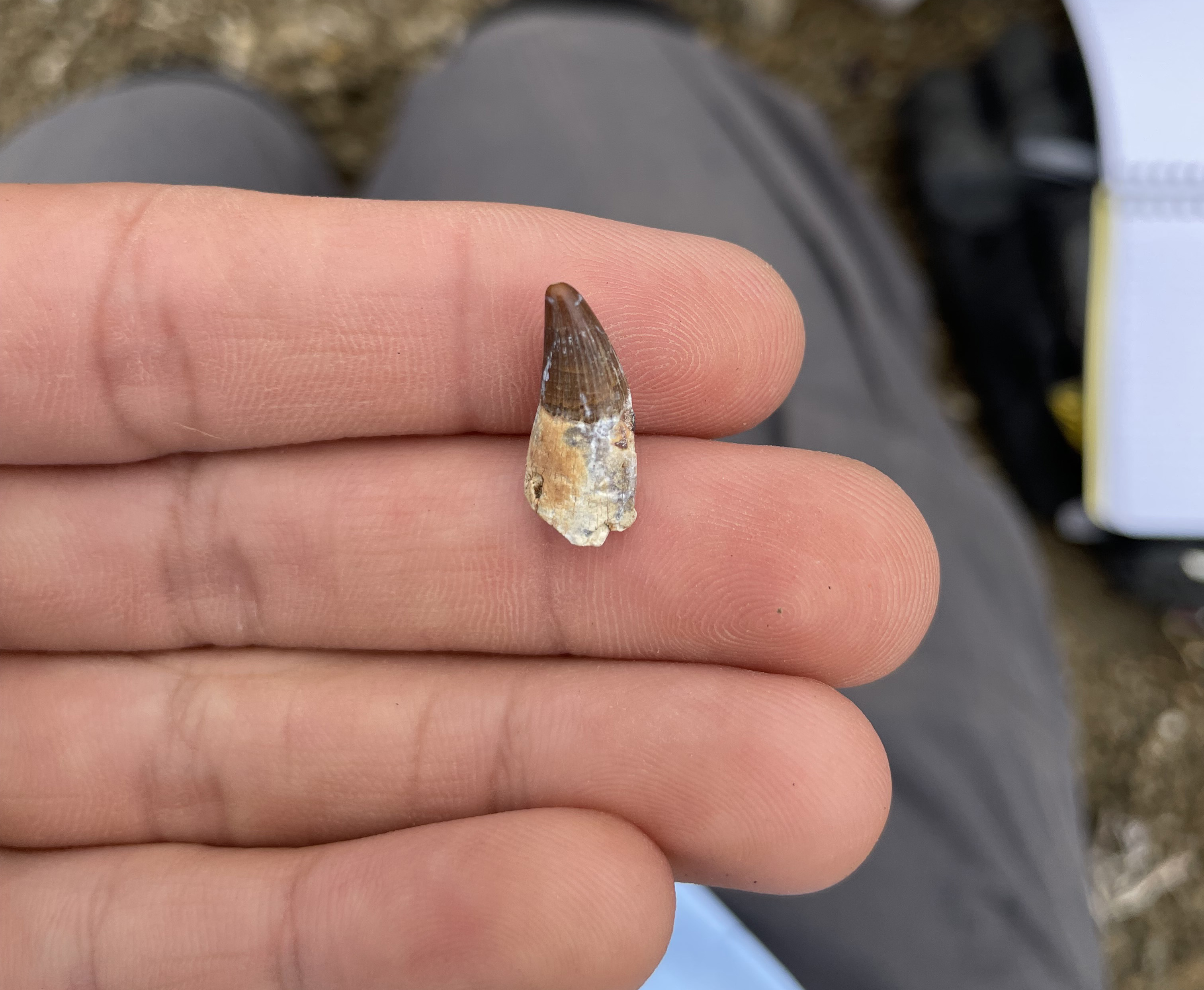 Ichthyosaur tooth
